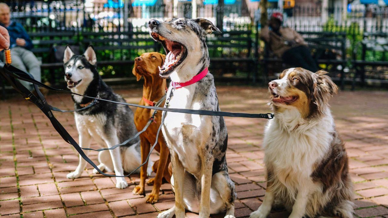 Image Of Dogs
