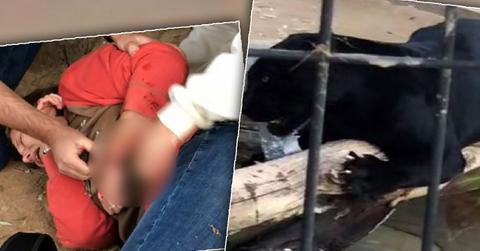 Woman Attacked By Jaguar While Taking Selfie