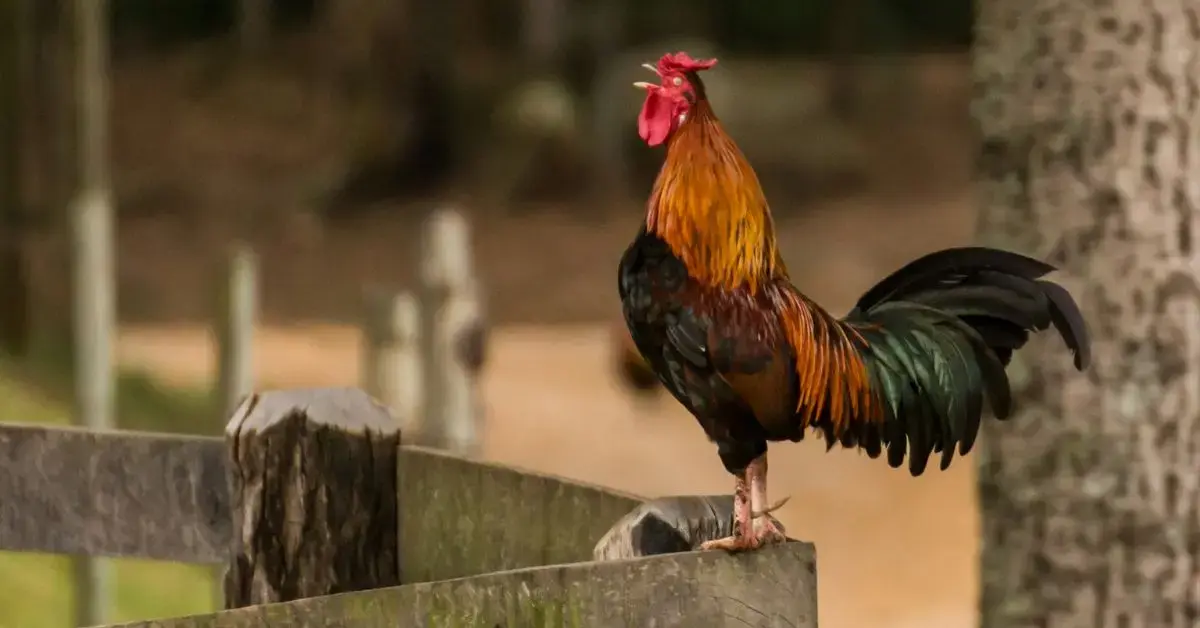 cockfighting unsplash