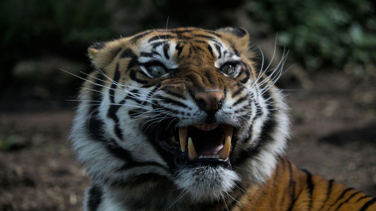 Image of tiger