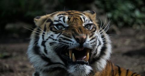 Image of tiger