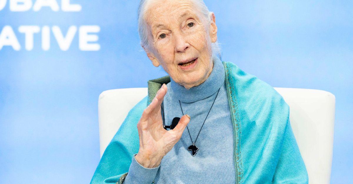 jane goodall