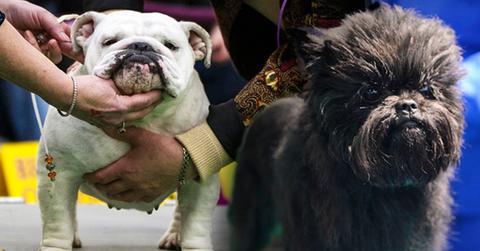 //pp_bananjoedogshow