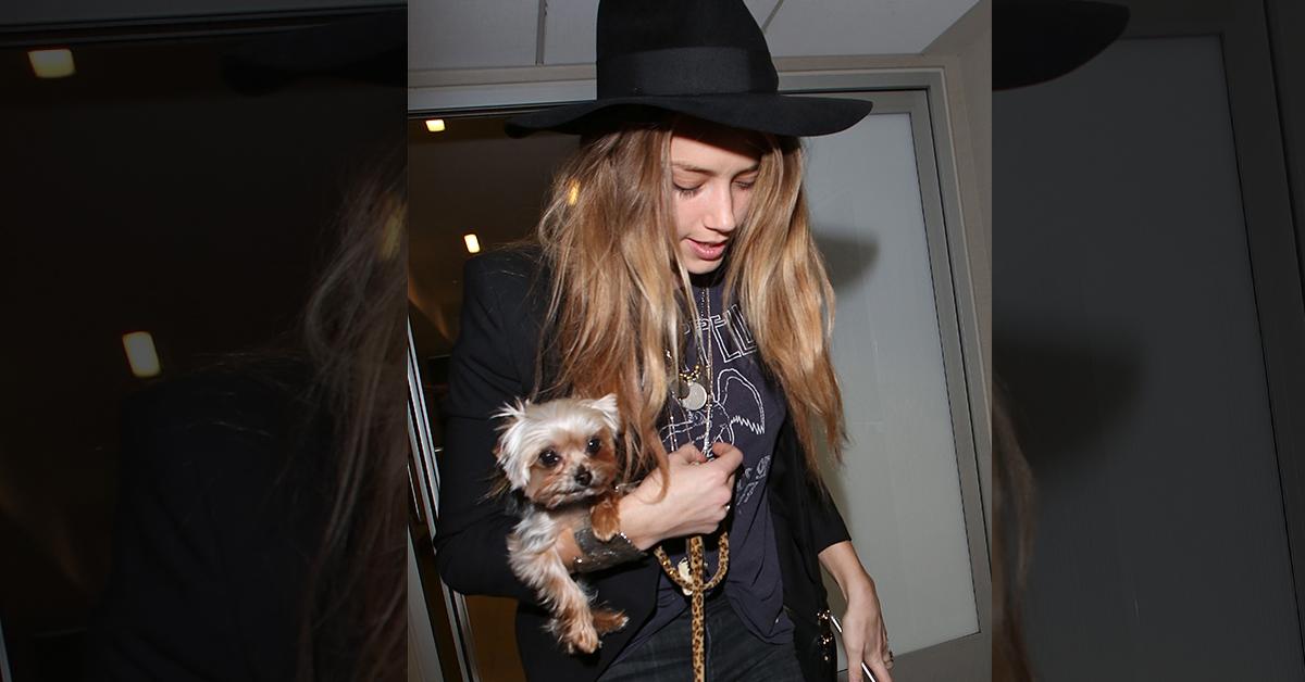 amber heard fbi assisting australia smuggled dogs perjury