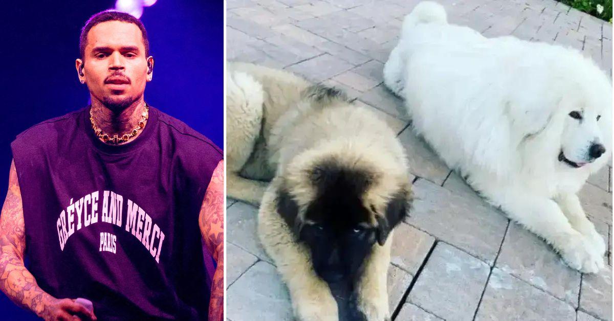 Composite photo Chris Brown and dogs from Instagram