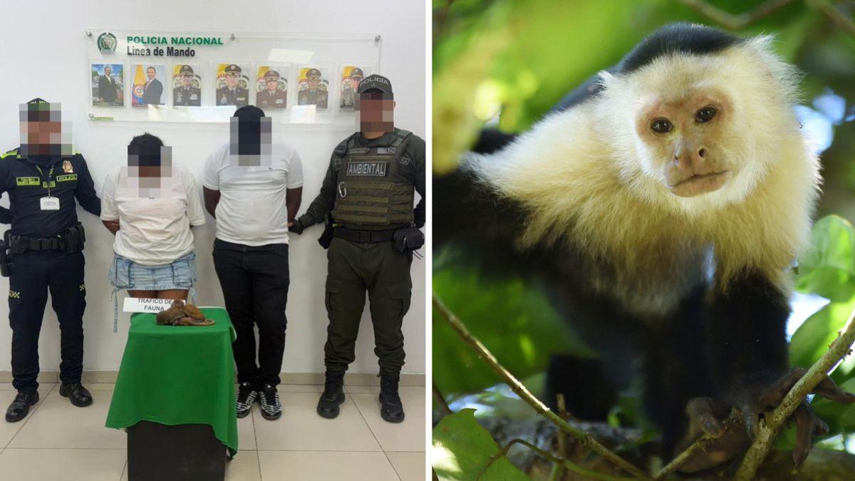 monkey smugglers