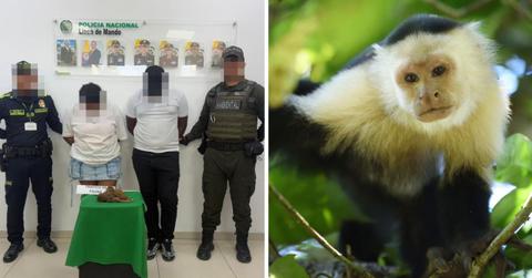 monkey smugglers