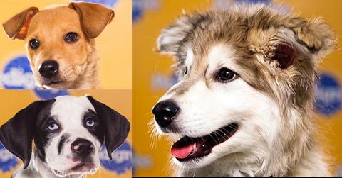 //pp_wide_puppybowix