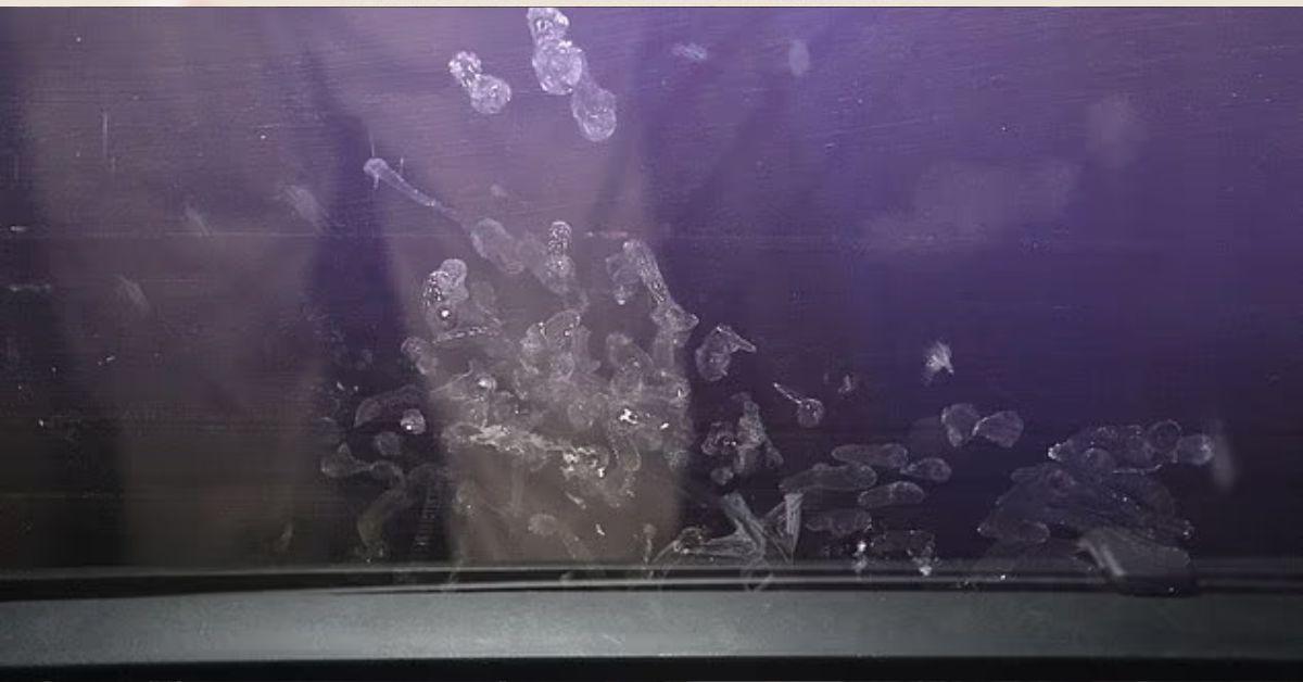 handprints on a car window.