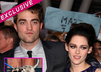 //kristen rob fight custody dog