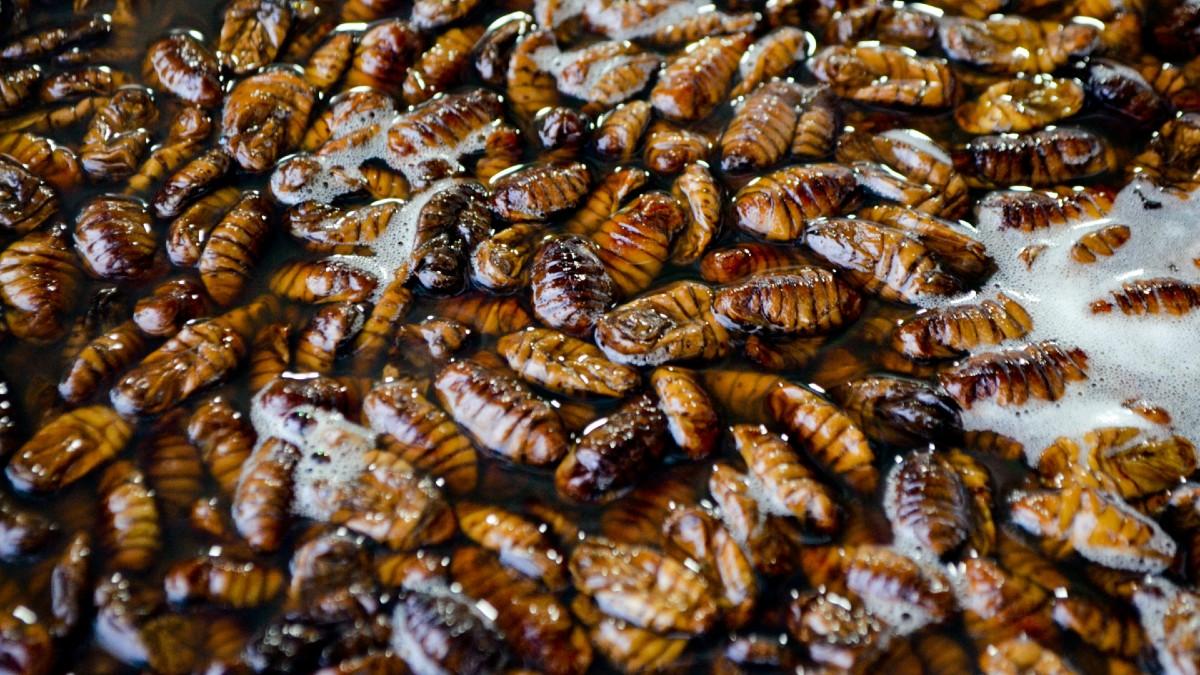 Photo of cockroaches