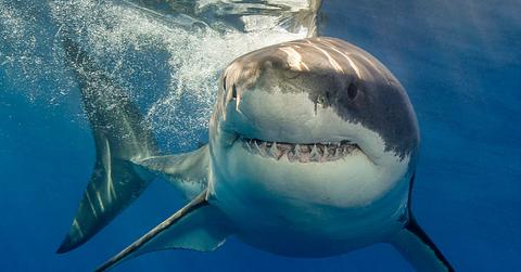 Shark Stalked Blood Soaked Teenager After Kayak Rescue