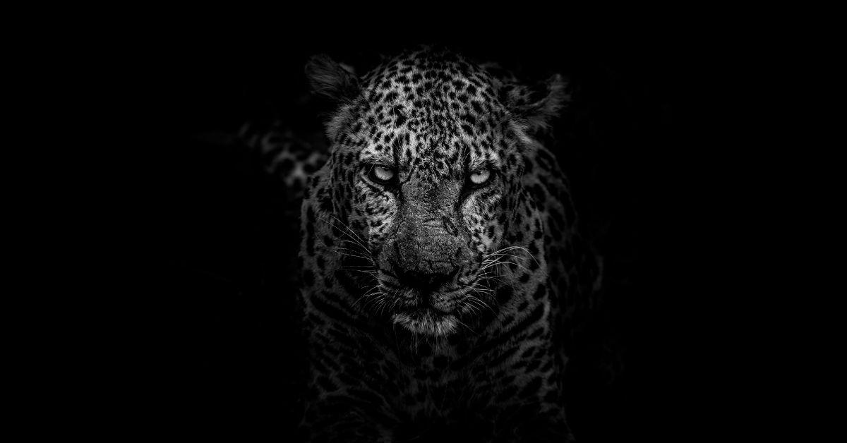 Photo of a leopard
