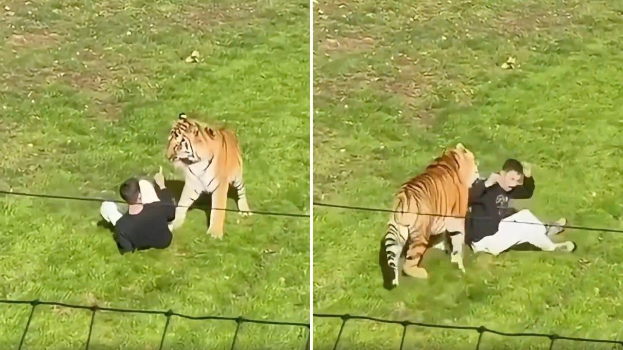 Screenshot of tiger attack