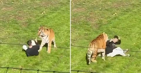 Screenshot of tiger attack