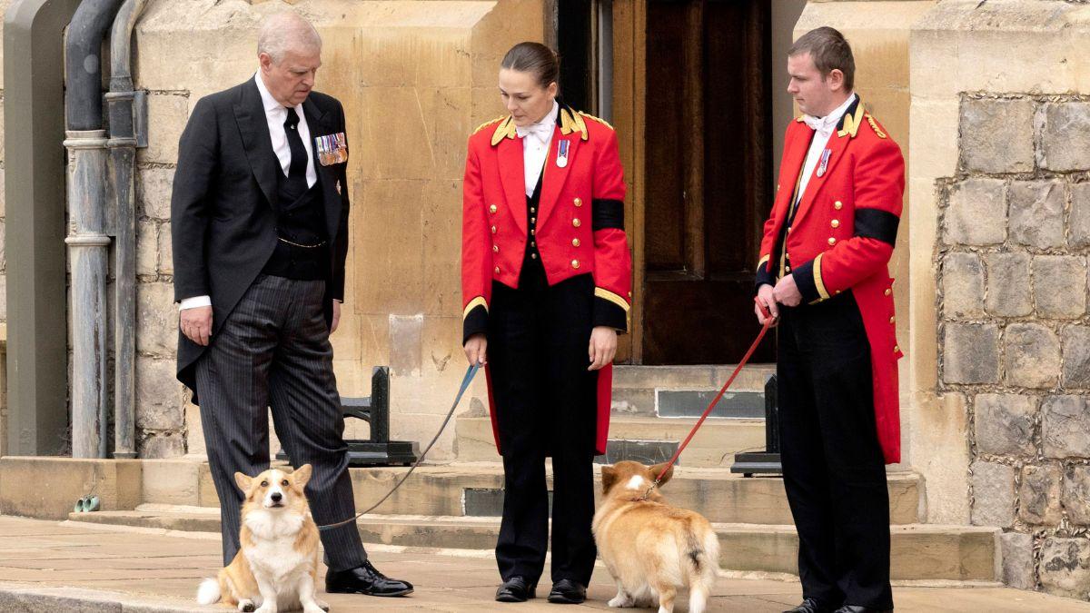Photo of Andrew Windsor and the corgis, Muick and Sandy