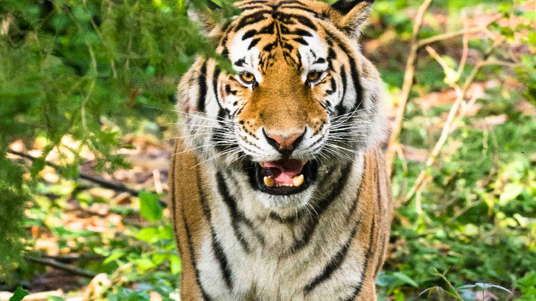 Sumatran Tiger Sanjiv Attacks Zookeeper