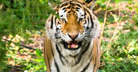 Sumatran Tiger Sanjiv Attacks Zookeeper