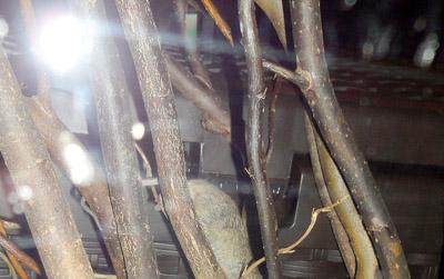 //gaga restaurant mouse jr excl