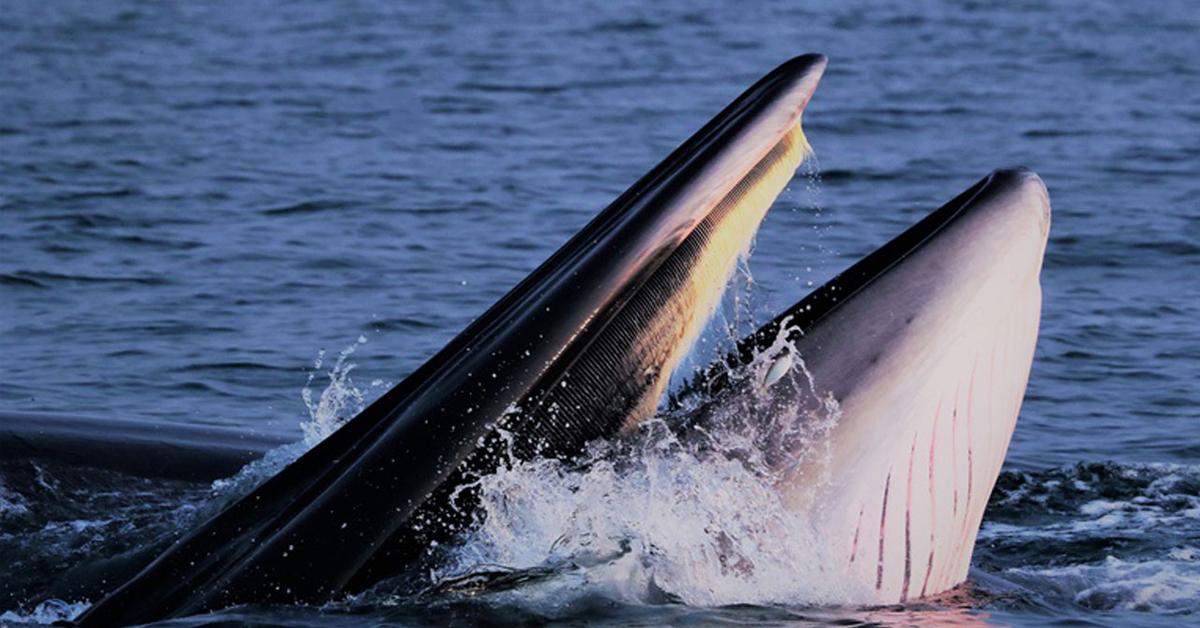 Pilot Whale That Ate 17 Pounds Of Plastic Dies After 5 Days