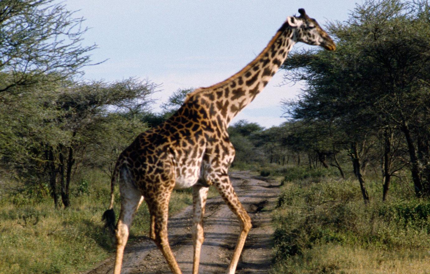 Giraffe Kills Movie Director In South Africa 