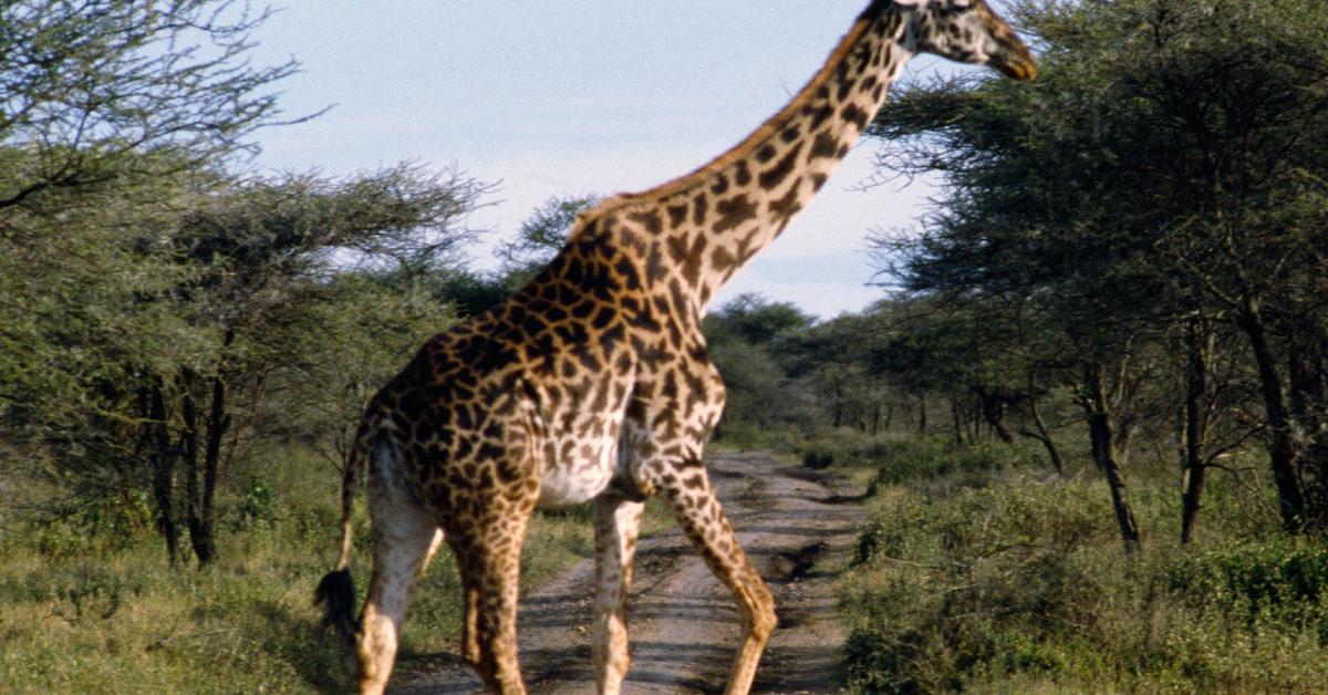 Giraffe Kills Movie Director In South Africa