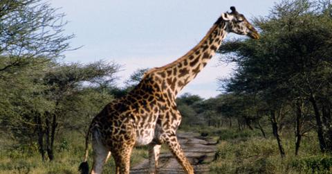 Giraffe Kills Movie Director In South Africa