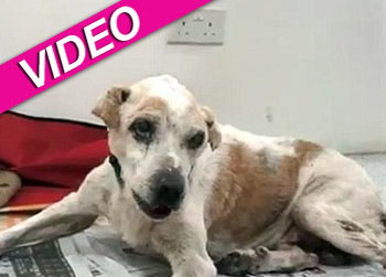 //dying dog final wish