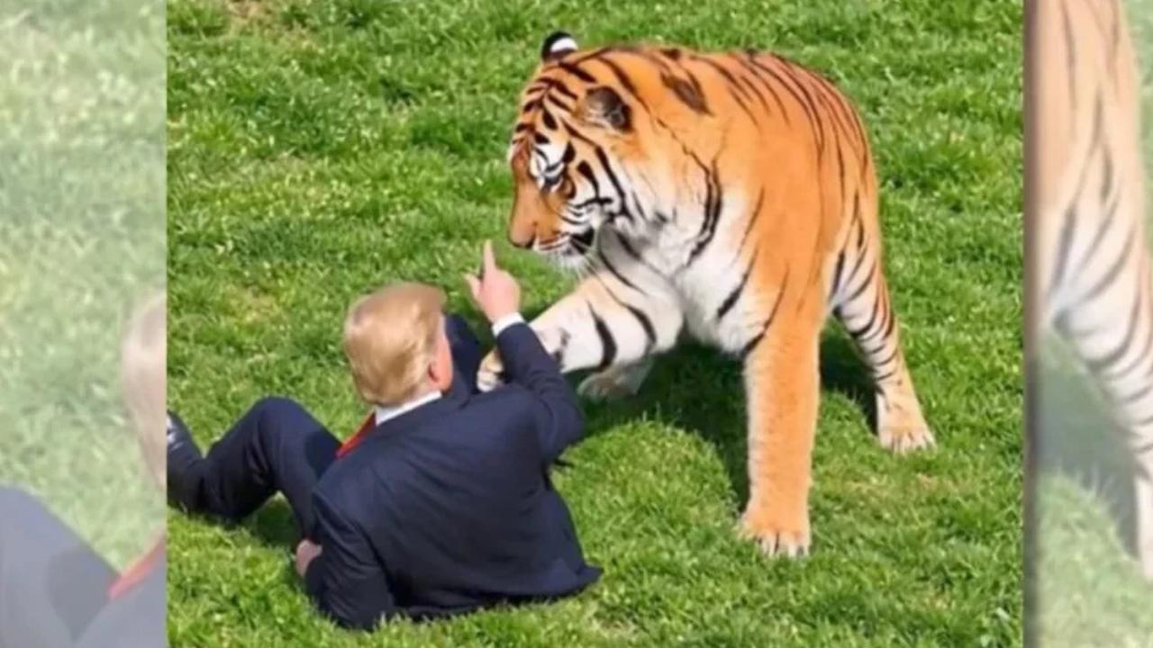 Trump posted an AI video of him wrestling the tiger.