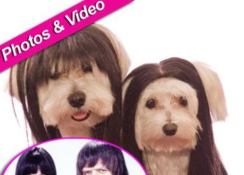 //dog wigs sonny cher zuma getty