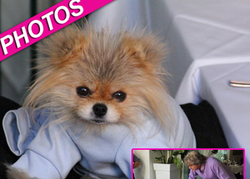 //giggy lisa vanderpump dog