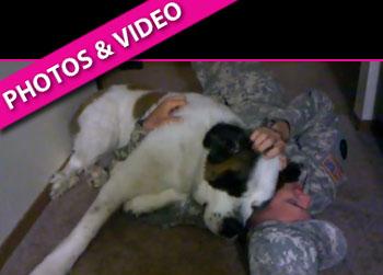 //soldier dog st bernard youtube