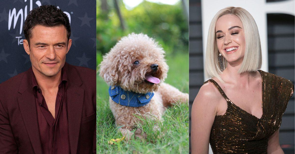 Insiders claimed Orlando Bloom refuses to part with his and Katy Perry's teacup poodle Biggie Smalls.