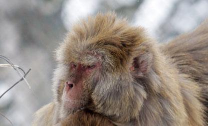 //kashmir monkeys landov