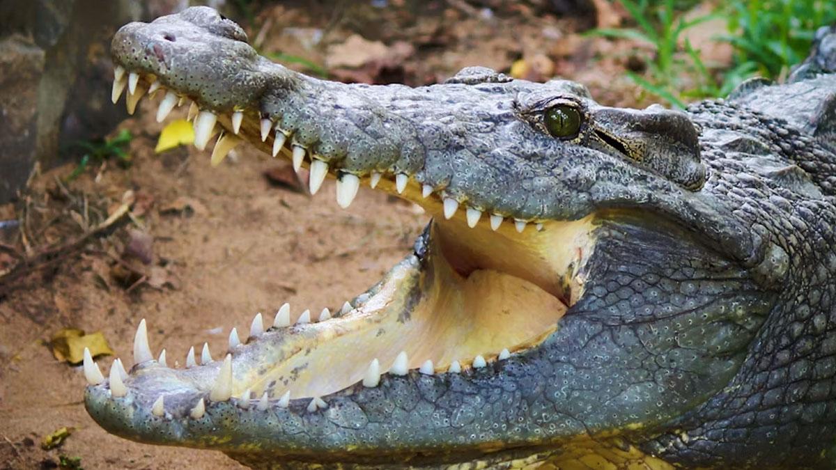 A photo of a crocodile