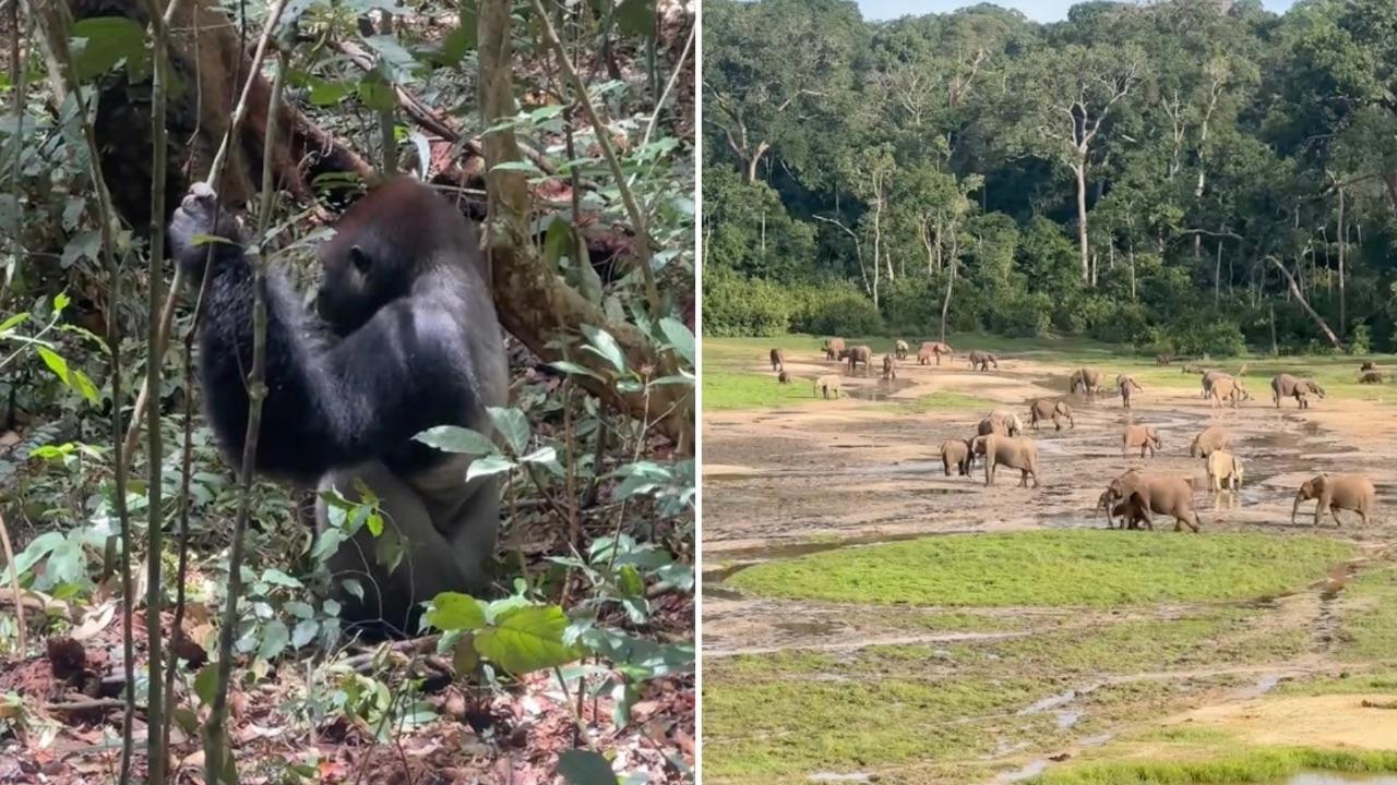 animals on Dykes' journey
