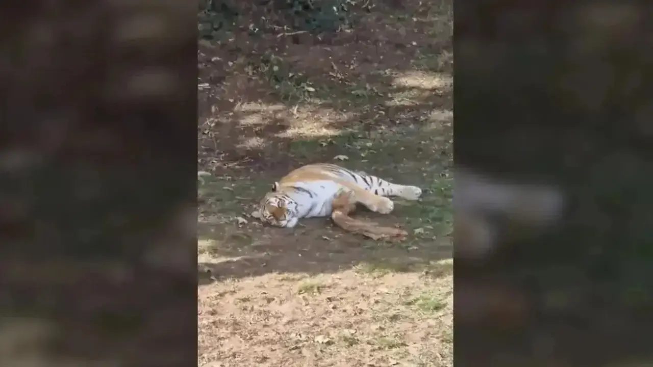 Chapman yelled at the tiger before the attack, according to witnesses.