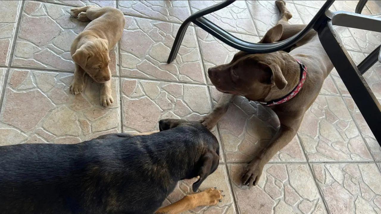Malia and Erik reportedly own several dogs together.