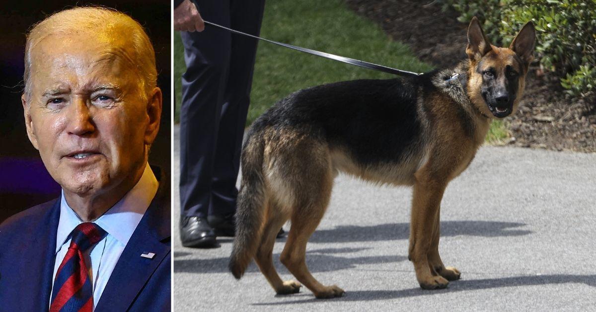 White House Refuses to Apologize for Biden Dog Biting Secret Service Agents