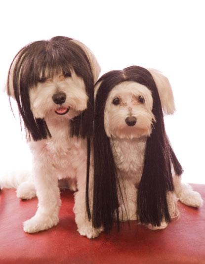 //dog wigs _ _