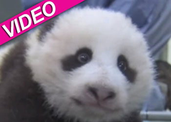 //baby panda first steps_