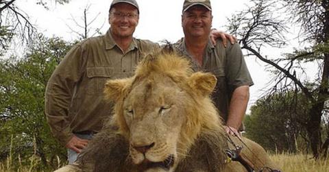 Minnesota Dentist Zimbabwe Lion