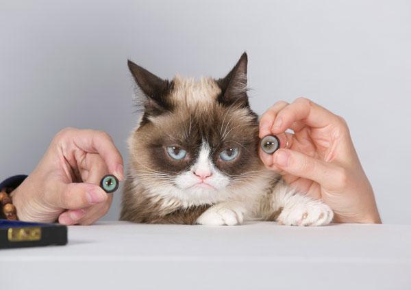 grumpy cat madame tussauds