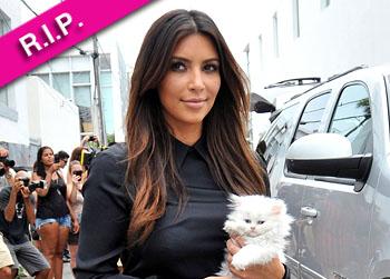 //kim kardashian dead cat