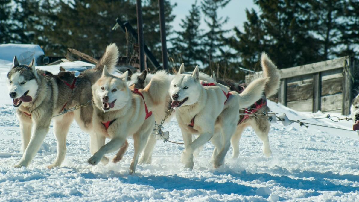 Photo of The Sirius Dog Sled Patrol