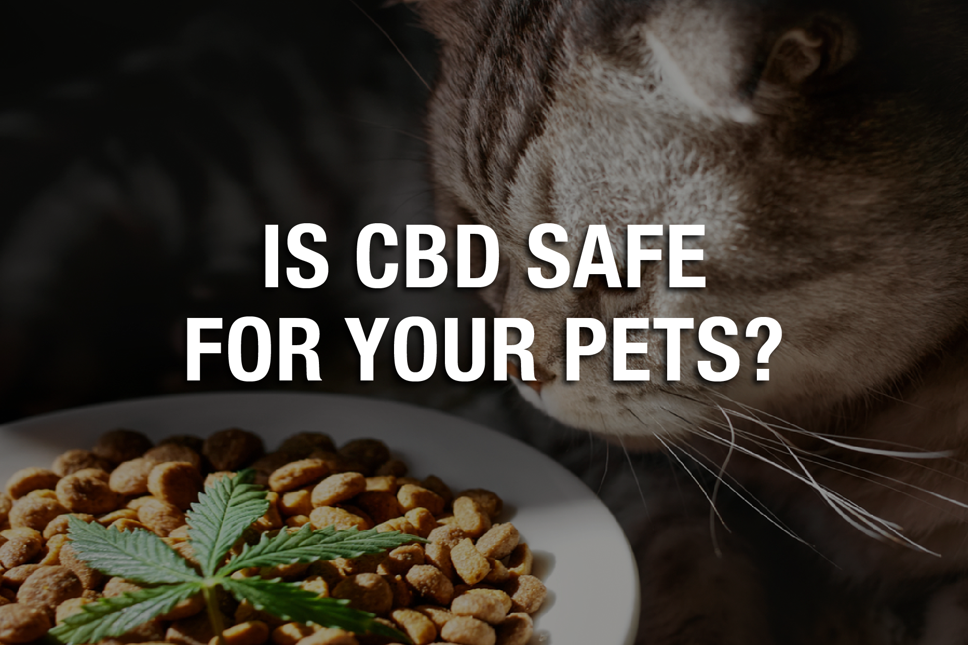 Is CBD Safe for Your Pets? 