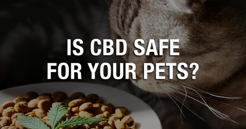 Is CBD Safe for Your Pets?