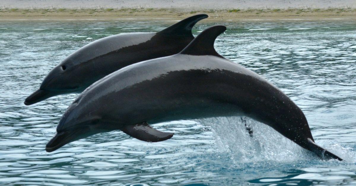 Russia Deploying Trained Dolphins To Protect Black Sea Naval Base