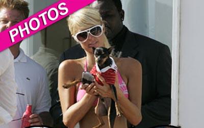 //paris hilton dog