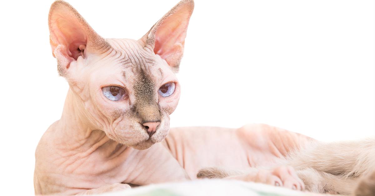 Woman Allegedly Breastfeeds Her Cat On Flight